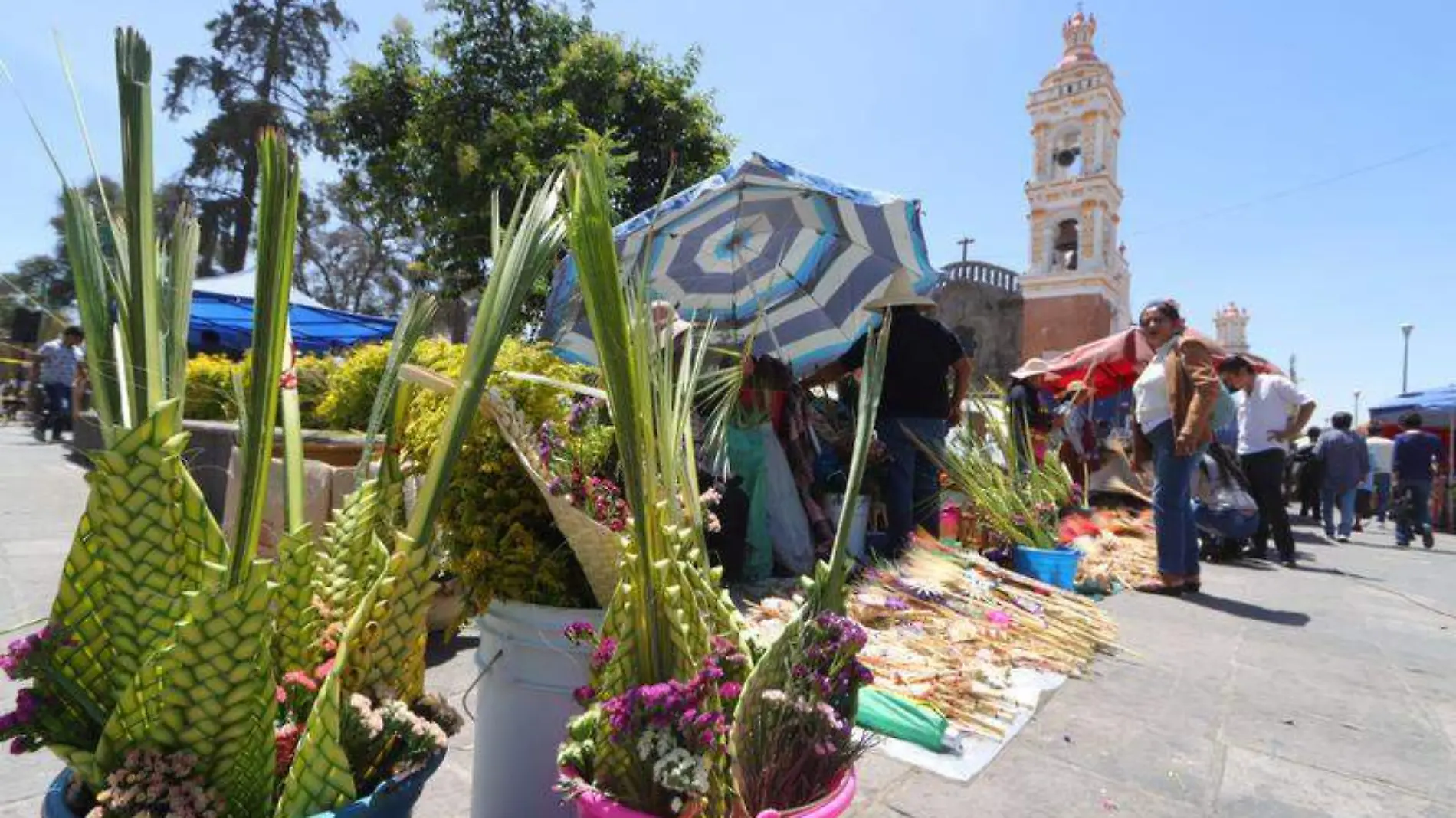 venta de palmas 1